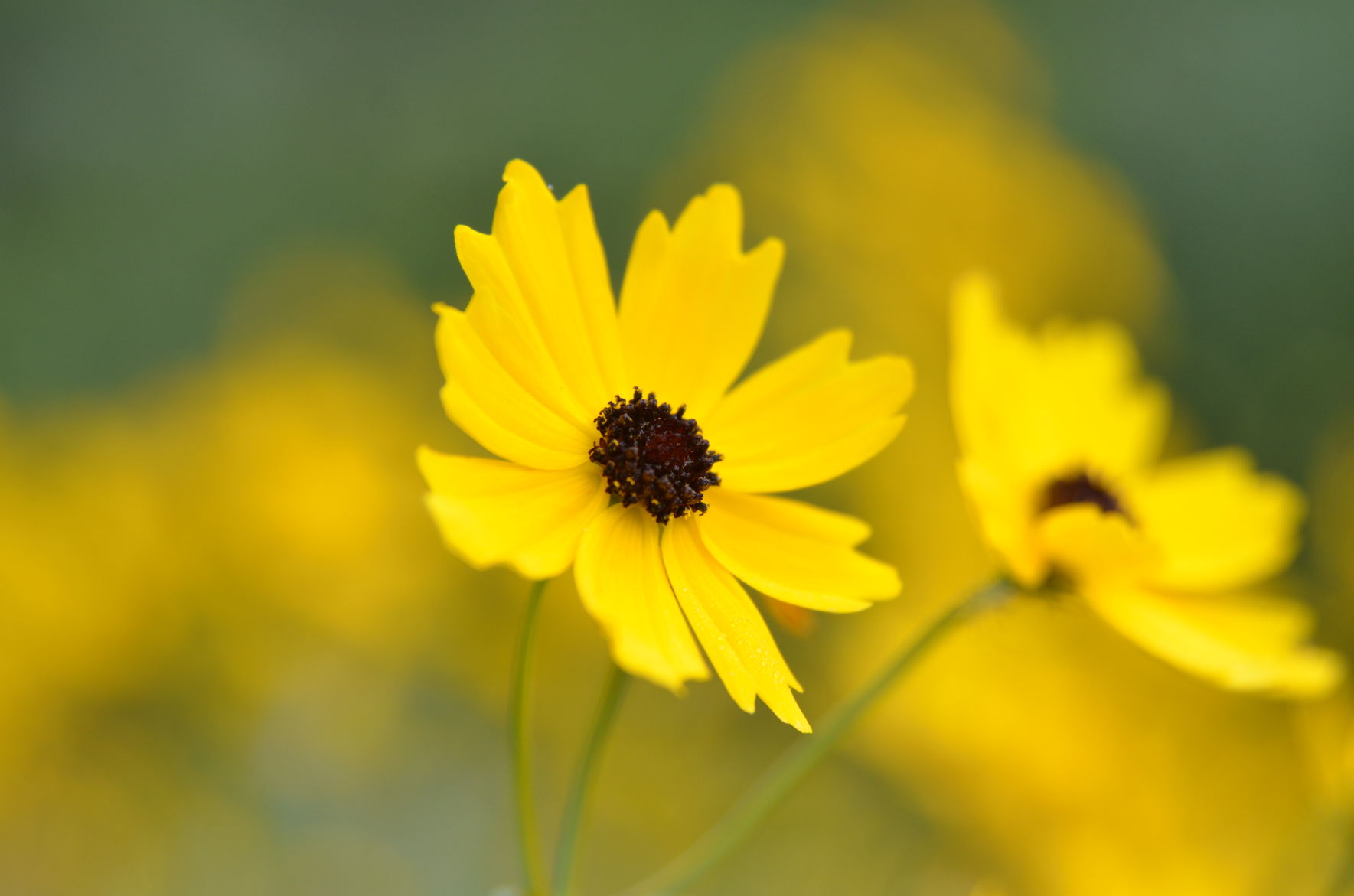 Coreopsis palustris 'Summer Sunshine'